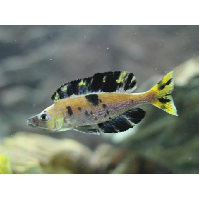Cyprichromis microlepidotus Kiriza