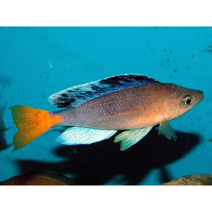Cyprichromis sp. Mbita Grandiosus