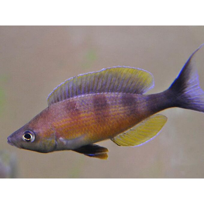 Cyprichromis zonatus