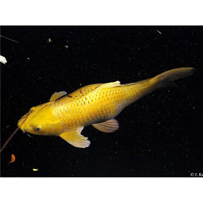 Cyprinus carp. koi chagoi