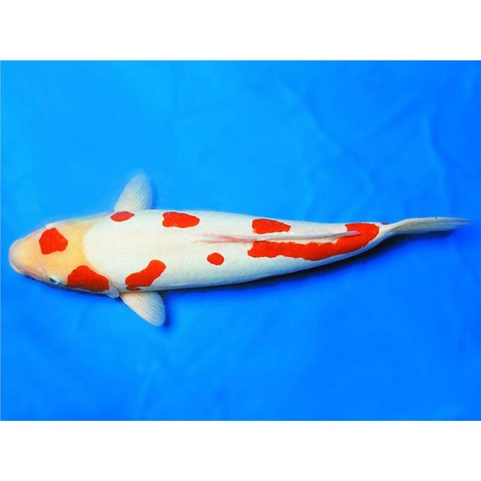 Cyprinus carp. koi kohaku