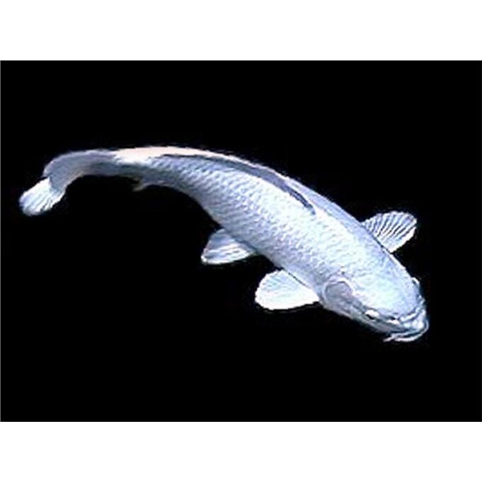 Cyprinus carp. koi platinum ogon