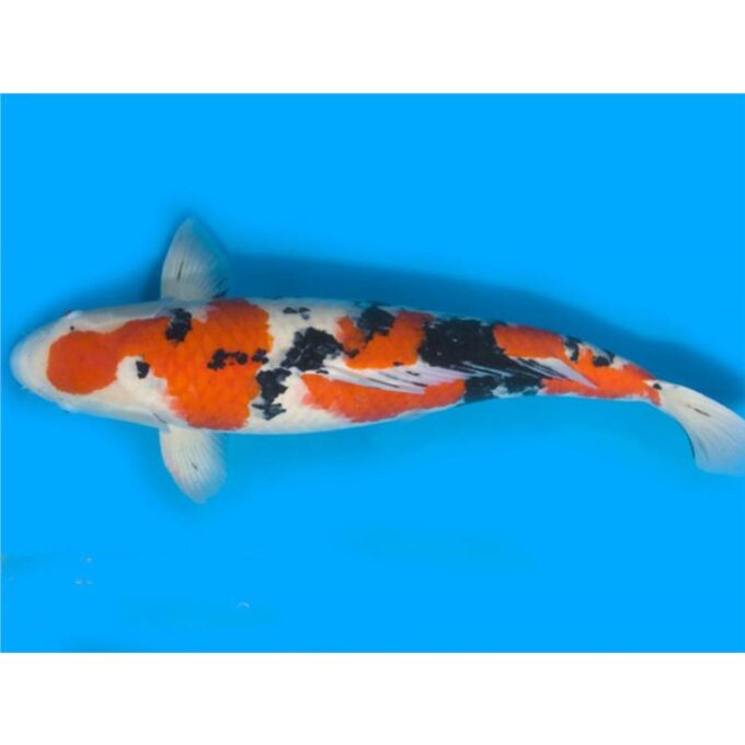 Cyprinus carp. koi sanke