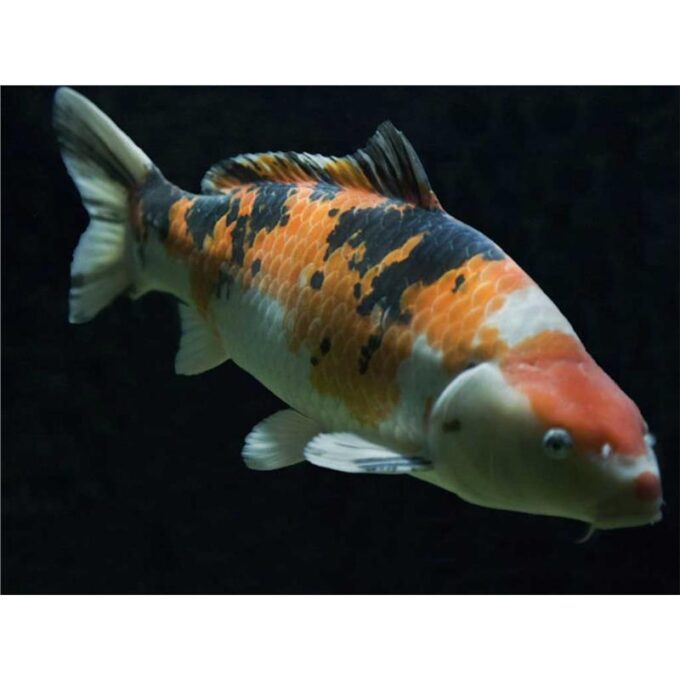 Cyprinus carpio koi A