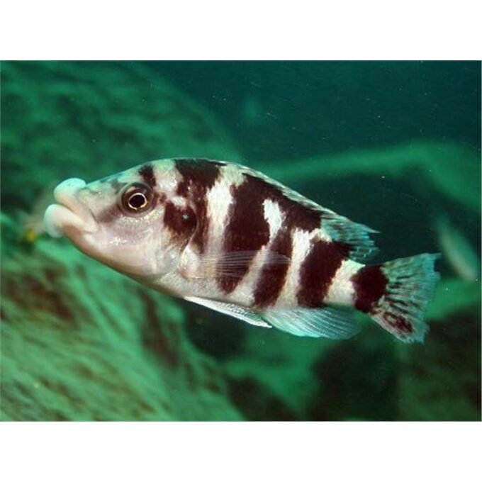 Cyrtocara labrosus super vc 10
