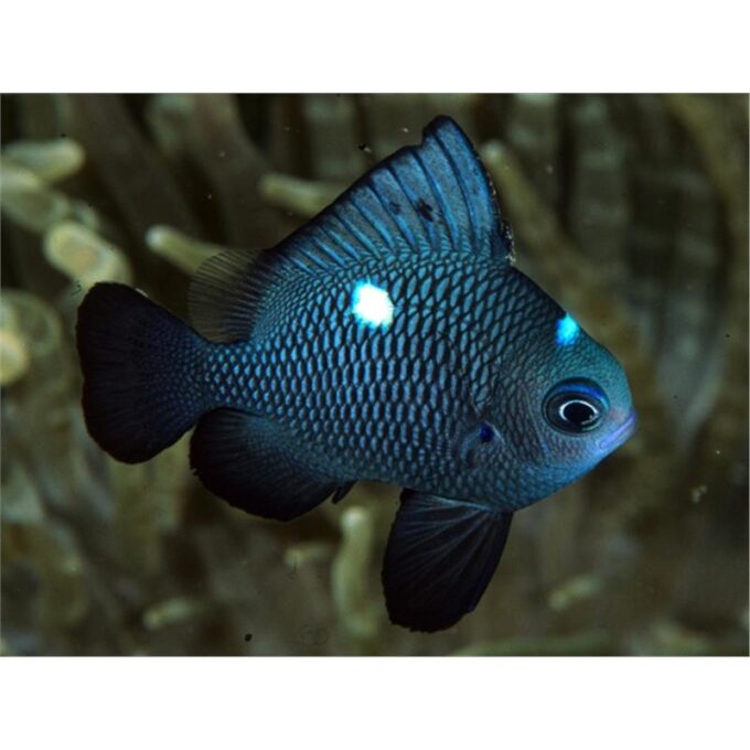 Dascyllus trimaculatus