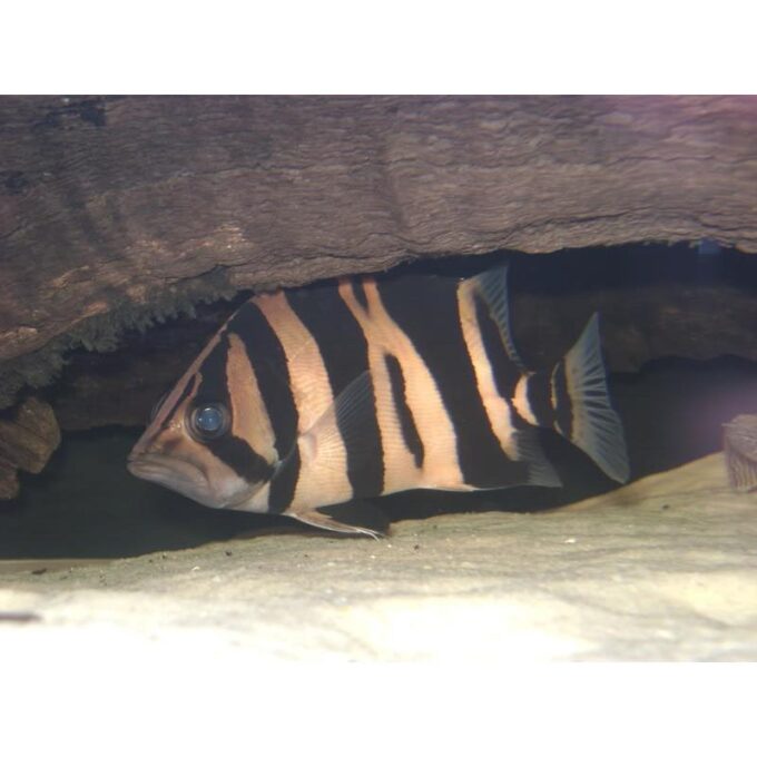 Datnioides microlepis