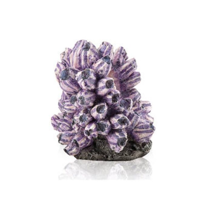 Decor grup scoici Oase biOrb barnacle cluster 1 Decor grup scoici Oase biOrb barnacle cluster