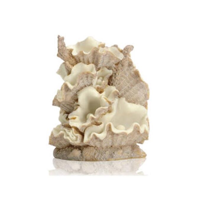 Decor grup scoici Oase biOrb Clamshell L 1 Decor grup scoici Oase biOrb Clamshell L