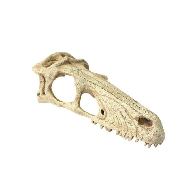 Decor terariu craniu de dinozaur Komodo Raptor Skull S