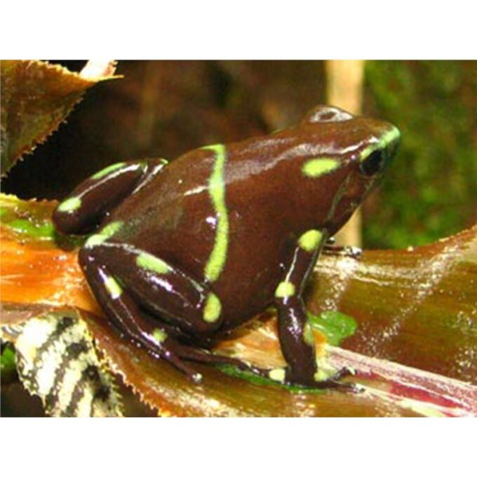 Dendrobates auratus Ancon Hill