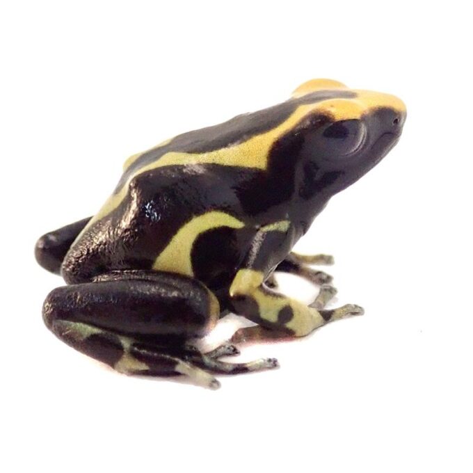 Dendrobates tinctorius alanis