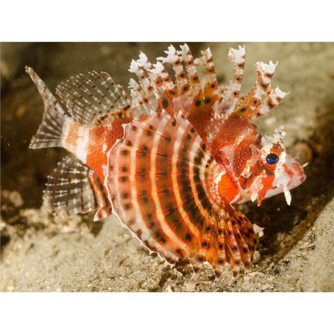 Dendrochirus brachypterus