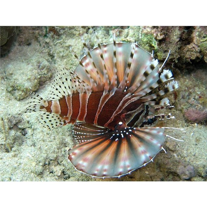 Dendrochirus zebra