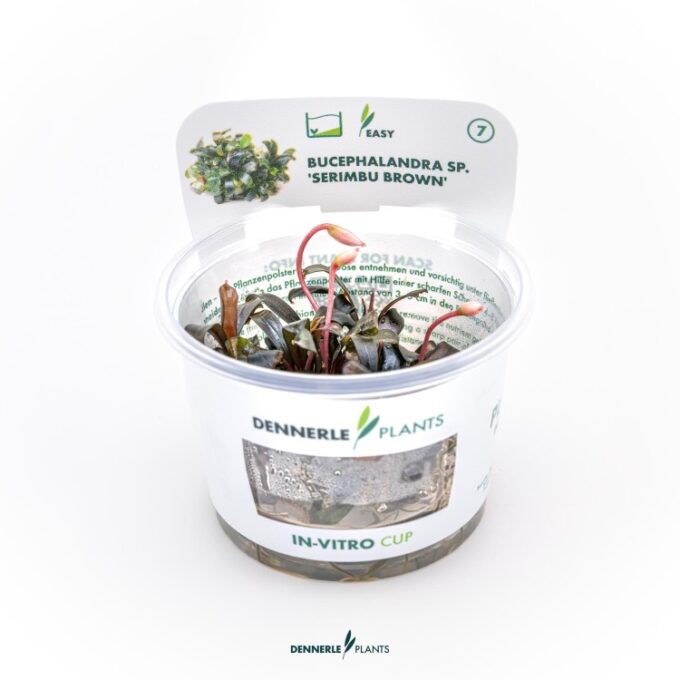Dennerle Bucephalandra spec Serimbu Brown In-Vitro