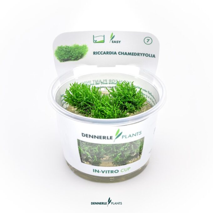 Dennerle Coral moss Riccardia chamedryfolia In-Vitro
