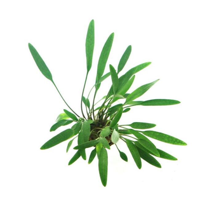 Dennerle Cryptocoryne Lucens 1 Dennerle Cryptocoryne Lucens