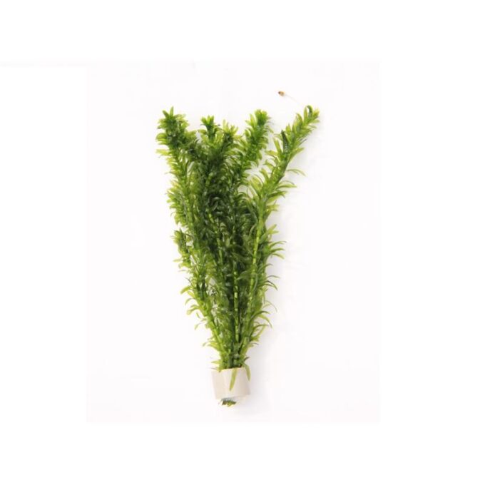 Dennerle Egeria Densa 1 Dennerle Egeria Densa