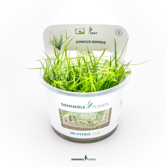 Dennerle Juncus repens In-Vitro 1 Dennerle Juncus repens In-Vitro