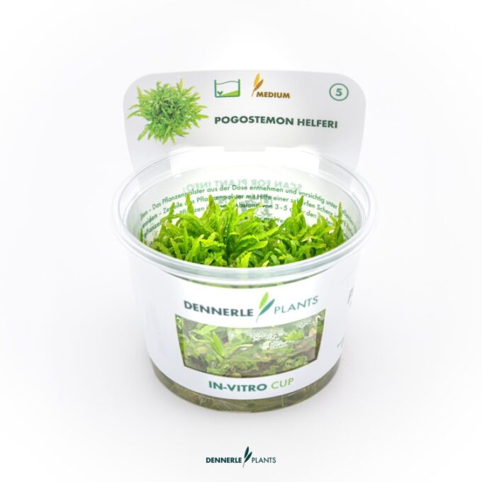 Dennerle Pogostemon helferi In-Vitro