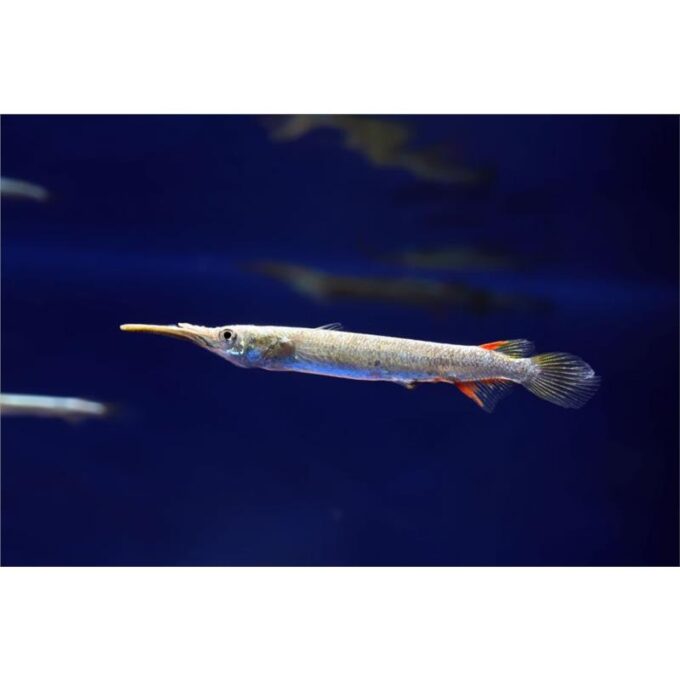 Dermogenys pusillus