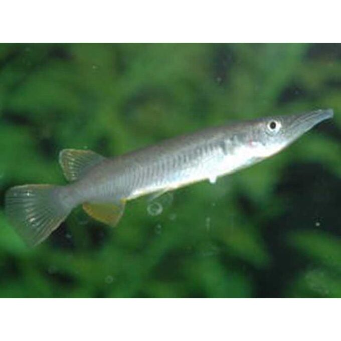 Dermogenys sp. silver