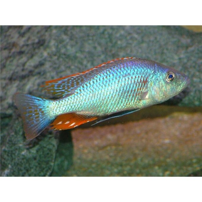 Dimidiochromis strigatus 1 Dimidiochromis strigatus
