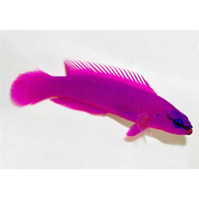 Dottyback Orchid (Pseudochromis fridmani)