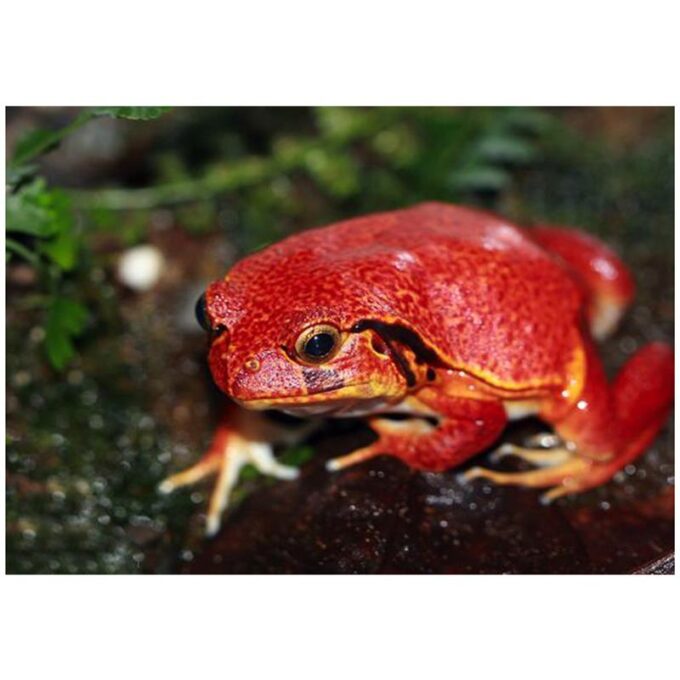 Dyscophus guineti (Broasca rosie)