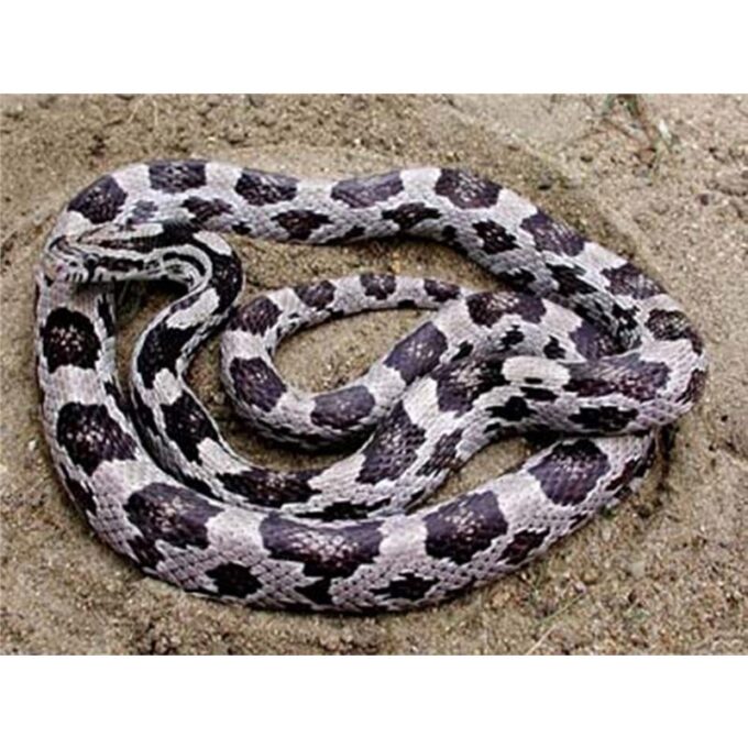 Elaphe guttata anerythristi