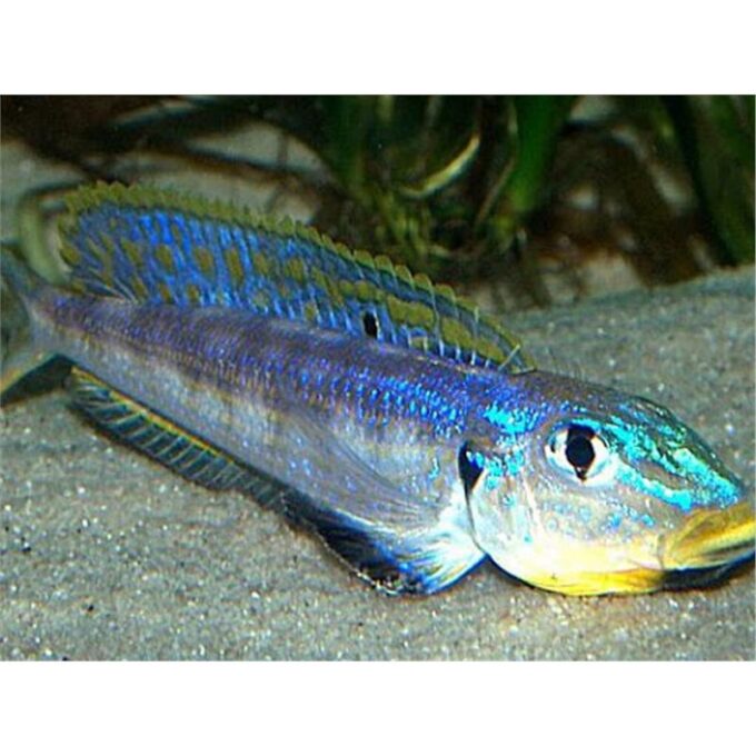 Enantiopus melanogenis
