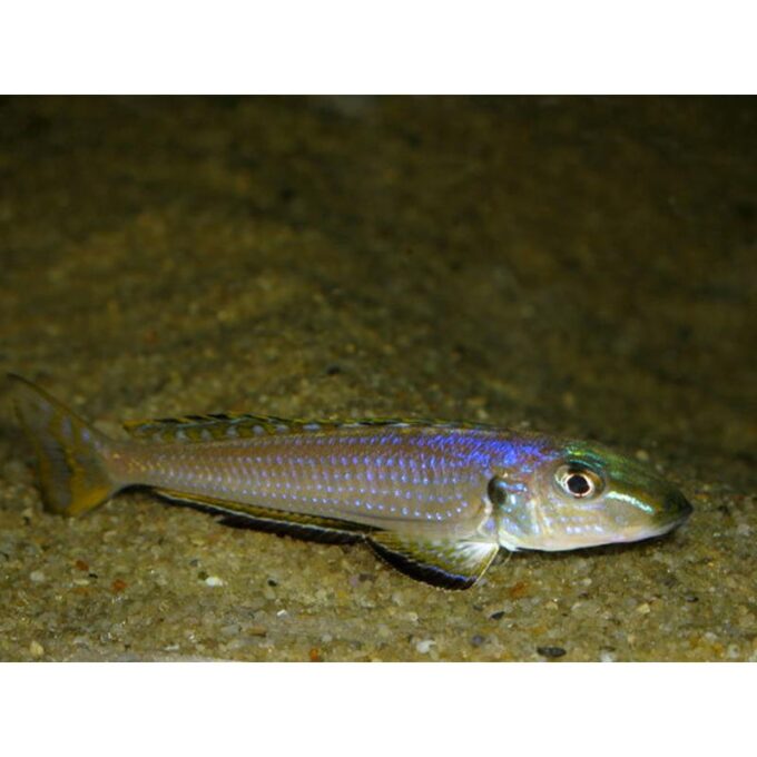 Enantiopus melanogenys kigoma