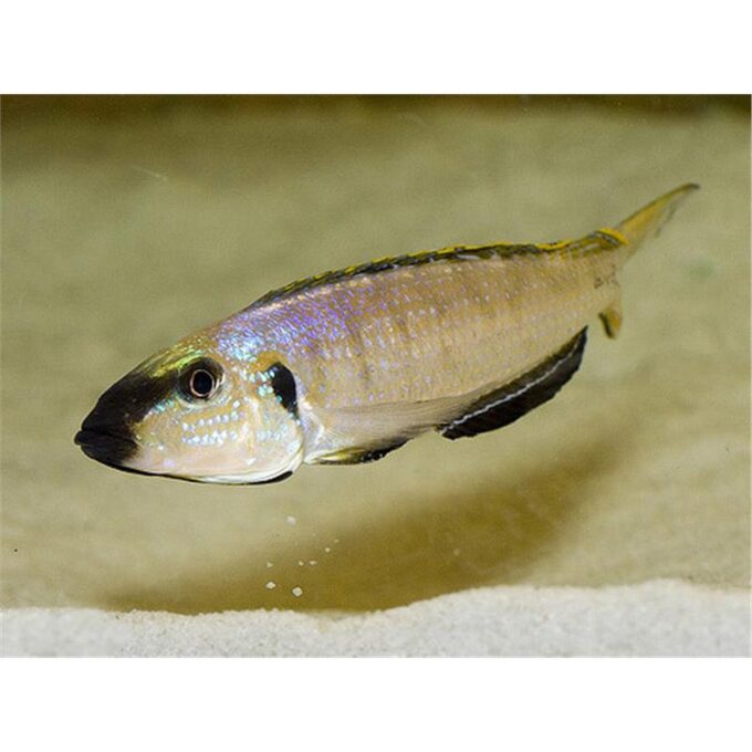 Enantiopus melanogenys utinta