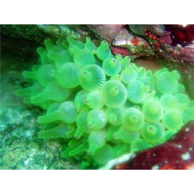 Entacmaea quadricolor-Green 1 Entacmaea quadricolor-Green