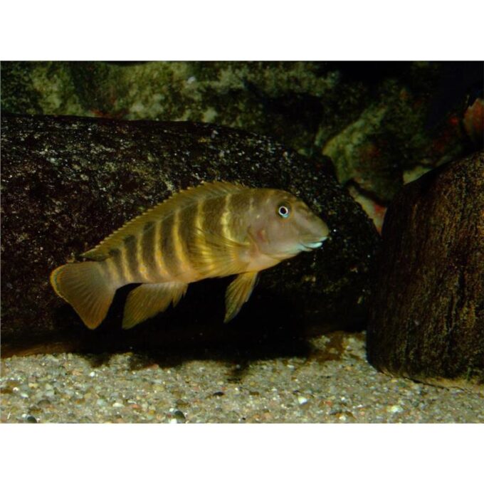 Eretmodus cyanostictus Kigoma