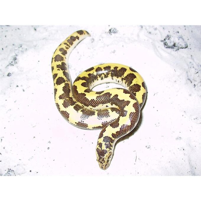 Eryx colubrinus loveridgei