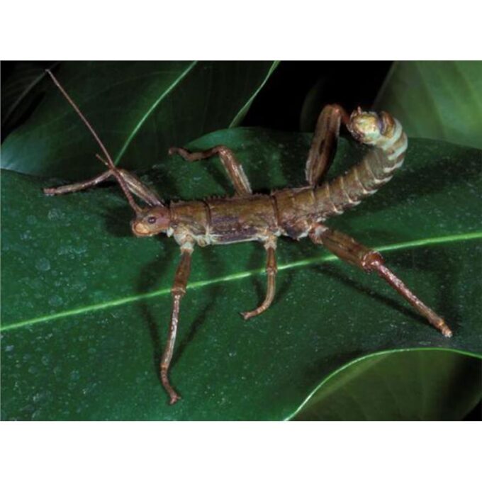 Eurycantha calcarata 1 Eurycantha calcarata