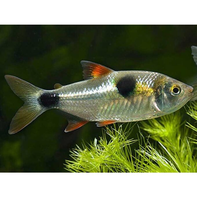 Exodon paradoxus