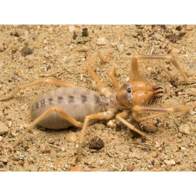 Galeodes granti