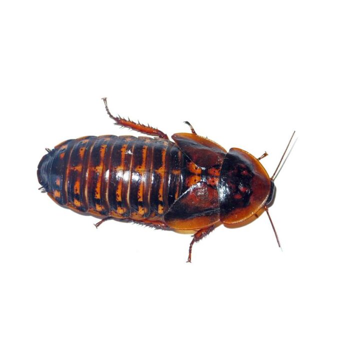 Gandaci Blaptica Dubia