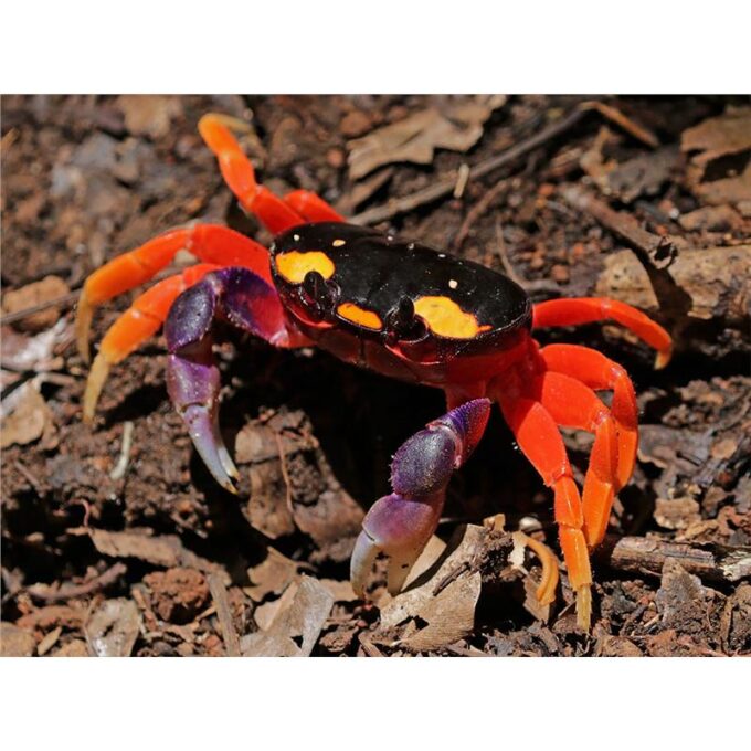 Gecarcinus quadratus 1 Gecarcinus quadratus
