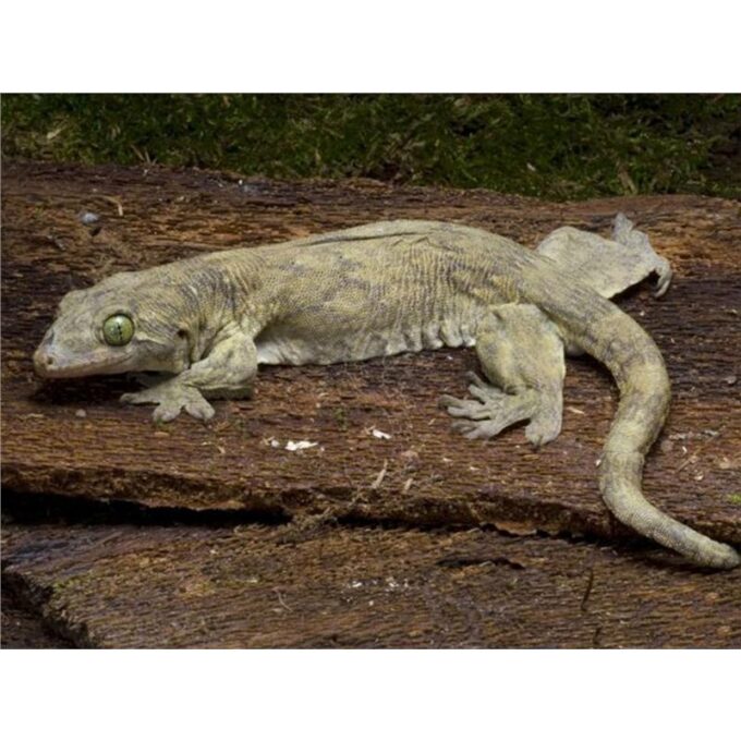 Gehyra vorax