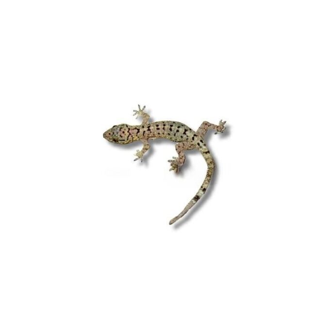 Gekko monarchus (Spotted House Gecko)