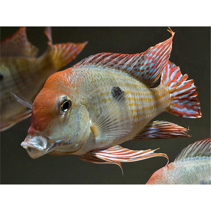 Geophagus sp. red head Tapajos