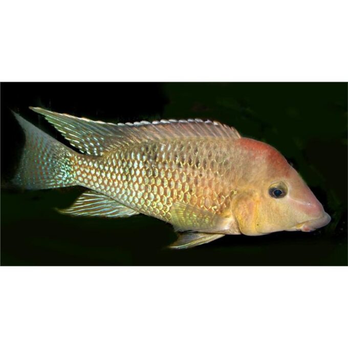 Geophagus steindachneri