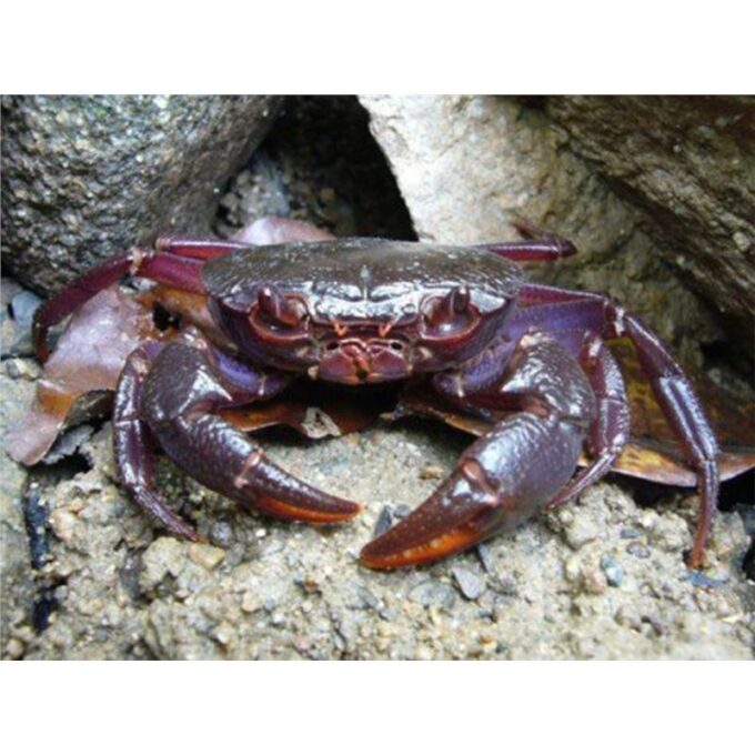 Geosesarma sp.