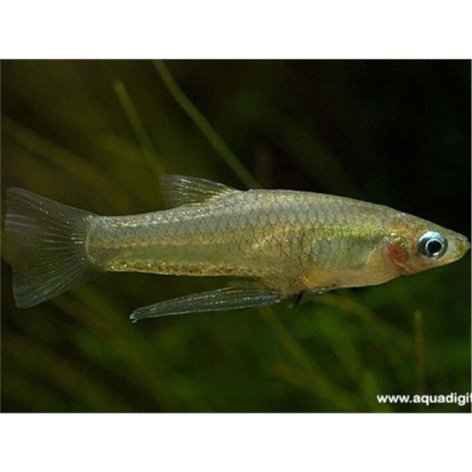 Girardinustfalcatus
