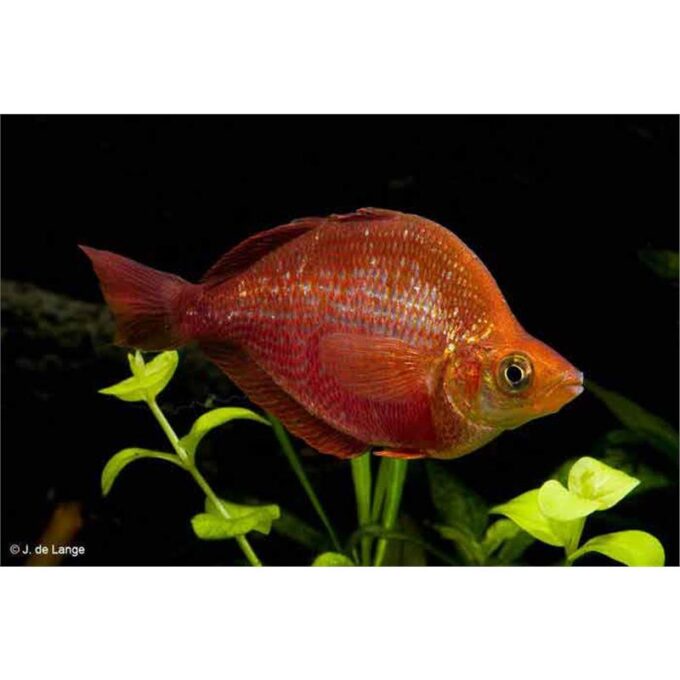 Glossolepis Incisus 1 Glossolepis Incisus