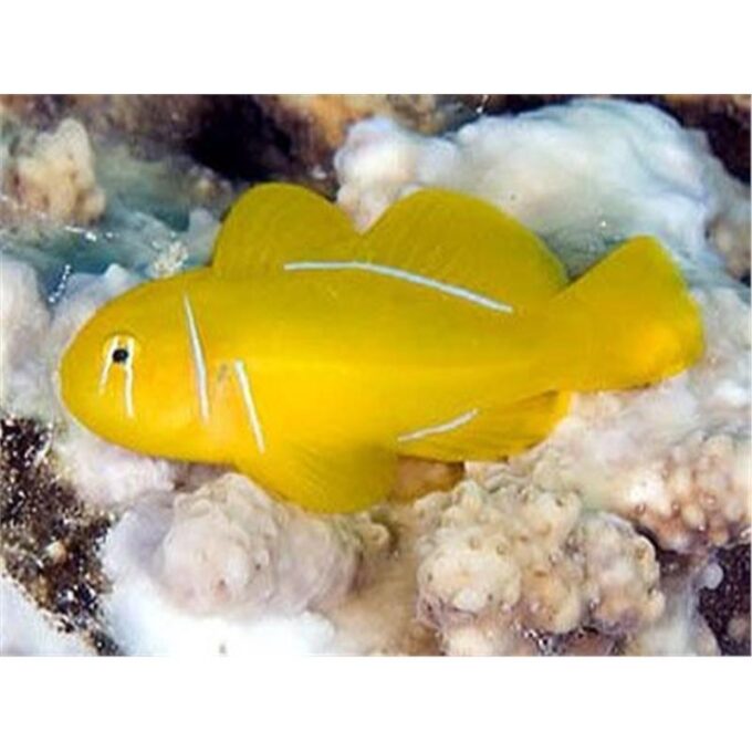 Gobiodon citrinus