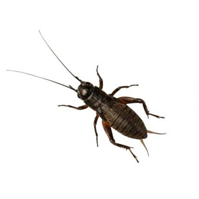 Greieri de camp Gryllus Bimaculatus